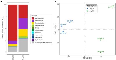 Metatranscriptomic Analyses Unravel Dynamic Changes in the Microbial and Metabolic Transcriptional Profiles in Artisanal Austrian Hard-Cheeses During Ripening